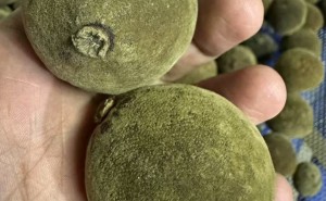 多大的橘红果才算橘红胎？