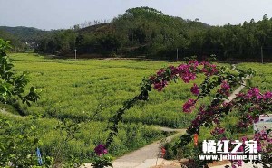 原生态陈年化州橘红农场专卖 | 8年坚持