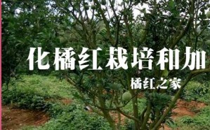 《化橘红栽培与加工》