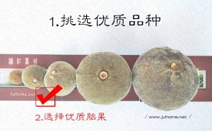 化橘红15克重是不是胎果？化州橘红骗局