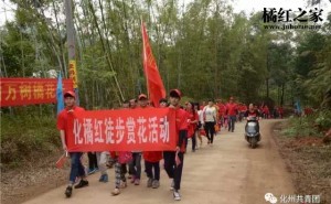 2017年化橘红赏花活动志愿者招募