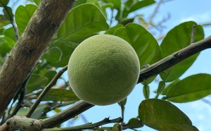 六隆镇小榄村橘红发展情况