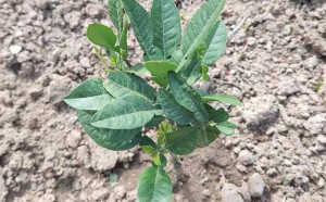 说说正宗化州橘红树苗的一些事