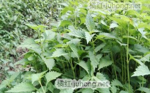 化橘红和冬凌草