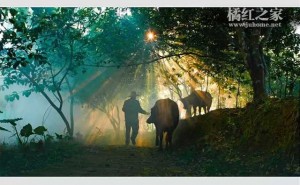 实施乡村振兴战略，壮大化橘红生态旅游产业
