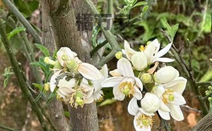 2023化州橘红赏花活动什么时候举办？