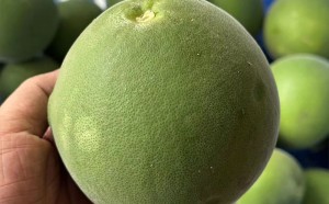 化橘红含有维生素C吗？