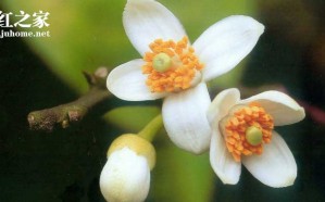 2016化橘红赏花节活动内容