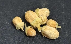 化橘红成花过程挥发油成分的动态变化及活性分析