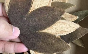 为什么叫"七爪"？揭秘化橘红最正宗的传统做法