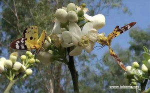 散文：烟雨橘红村（3月橘红花开）