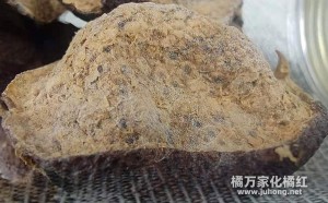 陈皮发霉还可以吃吗 新会陈皮发霉图片