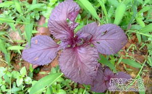 姚姥爷紫苏橘红膏的作用