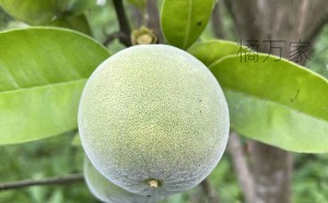 化橘红收获季节，化橘红采收时间
