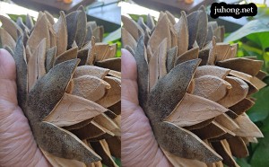 七爪橘红是大的好还是小的好？