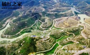 万亩化橘红生态旅游基地