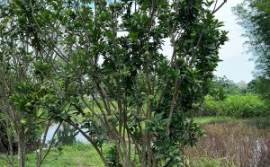 化州市化橘红种植技能培训班结束