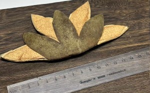 古代，人们用化橘红治疗咳嗽的故事（古人怎么发现橘红的）