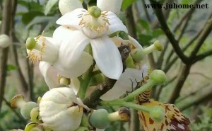 2017化橘红赏花节3月份开始