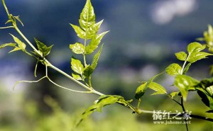 化橘红和霉茶