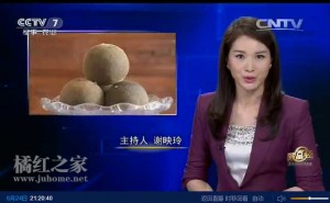 CCTV7致富经：橘红果子长毛，身价倍增视频