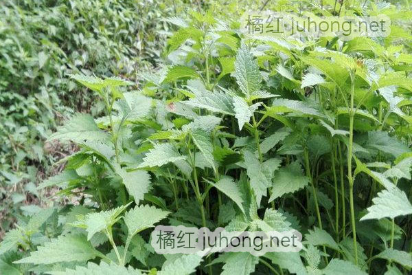 donglingcao.jpg