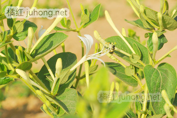 金银花.jpg