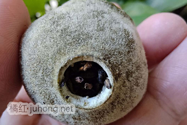 橘红普洱茶.jpg