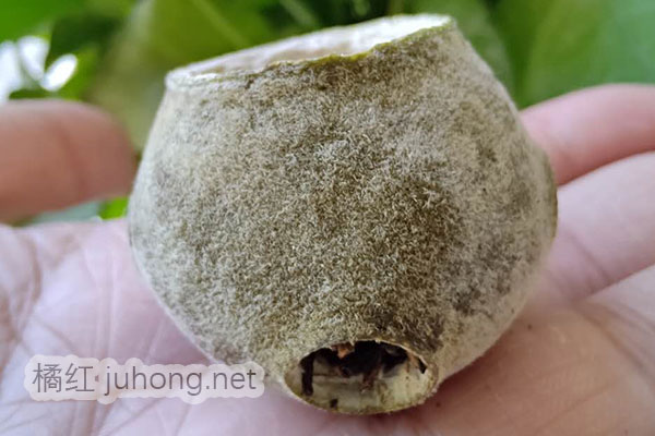橘普茶.jpg